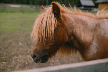 Small chestnut pony with long blond mane standing beside a wooden fence in a grassy rural paddock, close view of a shaggy domesticated horse © Riga Frames