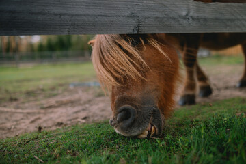 Small brown pony grazing beneath rustic wooden fence, close view of shaggy mane, muzzle, nostrils and hooves in grassy outdoor enclosure © Riga Frames