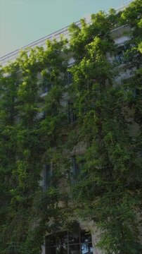 Lush climbing plants covering residential building facade, biophilic architecture and urban biodiversity concept, vertical greenery in sustainable city environment.