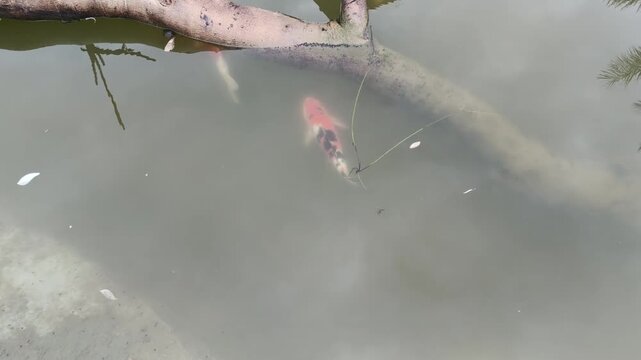 Two koi fish swim in murky water near a fallen tree branch, natural pond setting, peaceful aquatic life clip.