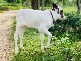 Fototapeta premium White and Black Calf Walking Through a Green Tea Plantation