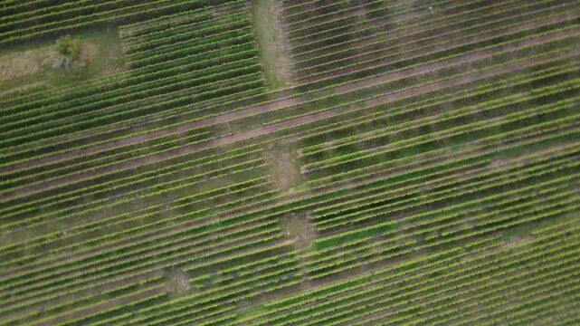 Aerial Drone Shot of Vineyards in Dambach-La-Ville, France. Rows of Grapevines Forming Geometric Patterns. An Agriculture Landscape with Farming Fields.