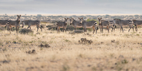 Fototapeta premium Mountain Zebras in Namib Naukluft desert, Namibia, Africa