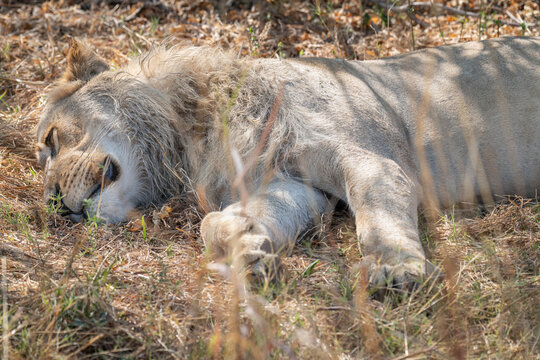 Male Lion in the Moremi Game Reserve, Botswana, Africa