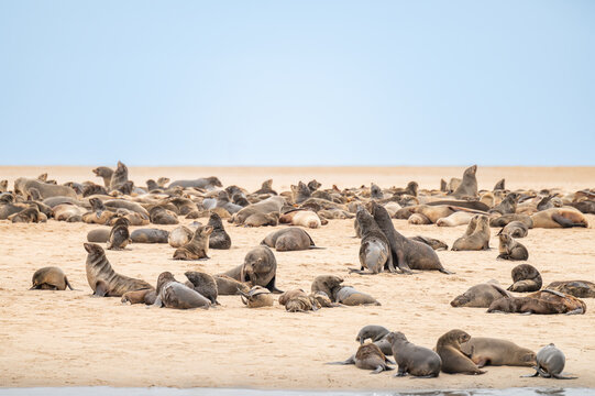 Cape fur seals on a beach on a sand bank in Walvis Bay  in the Namib Desert, Namibia, Africa