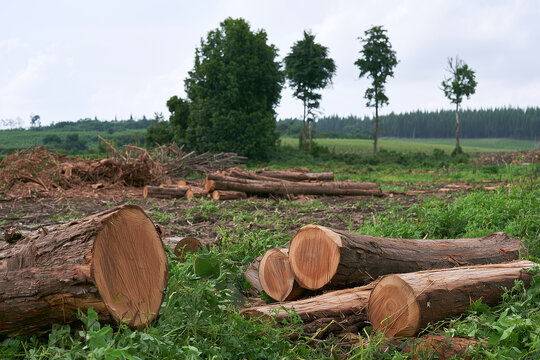 Logs stacked on ground in deforested area with trees in background
