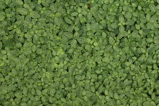 Green plant background. Nerve plant (Fittonia albivenis) plant leaves texture in a botanical garden.
