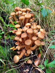 Armillaria mellea, honey fungus edible mushroom. Nature in Lubliniec forest, Poland. © Tupungato