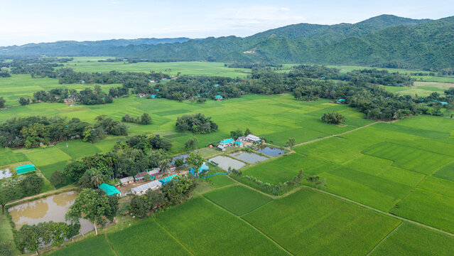 Aerial view of a rural village nestled in lush green rice fields with small ponds and distant mountains under a cloudy sky in bangladesh