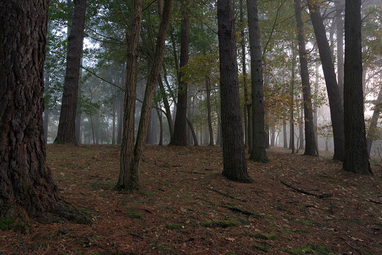 Misty forest landscape in autumn with tall tree trunks dry brown leaves covering the ground and soft morning fog in Akarlanda park Erandio Bizkaia Basque Country Spain