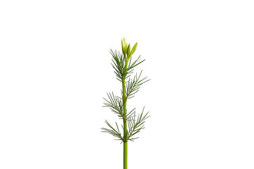 Fototapeta premium Distinctive Slender green herb sprig Design Resource