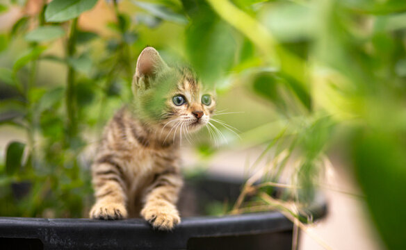 A summer portrait of curious tabby kitten in the garden flowerpot, funny pets concept