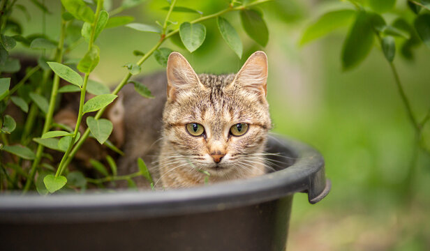 A cute cat sitting in a flowerpot in the garden, a summer portrait of a tabby cat, lovely pets concept, animals outdoors