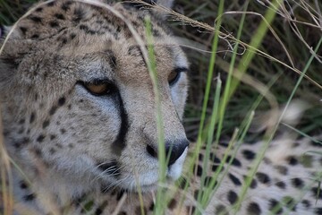 cheetah laying in grass, Kenya, Africa © Danielle