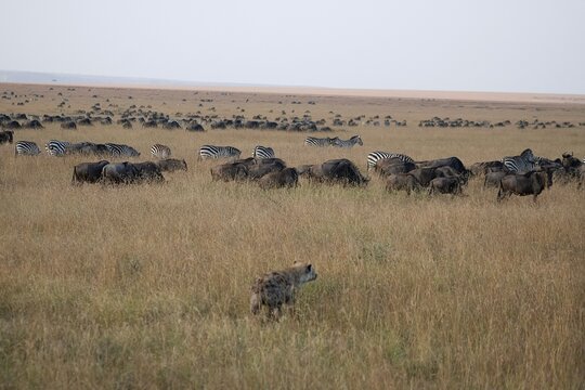 herd of wildebeest and zebra, hyena in foreground