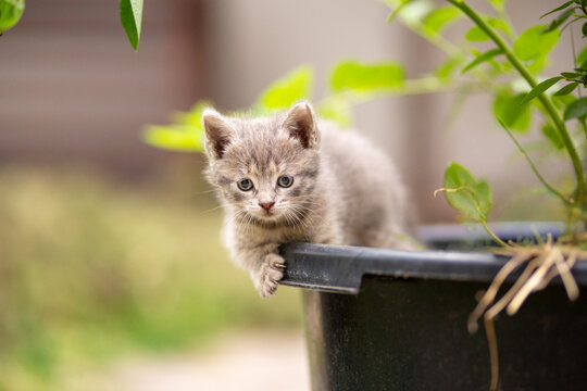 A summer portrait of a cute gray kitten lying on pot in summer garden