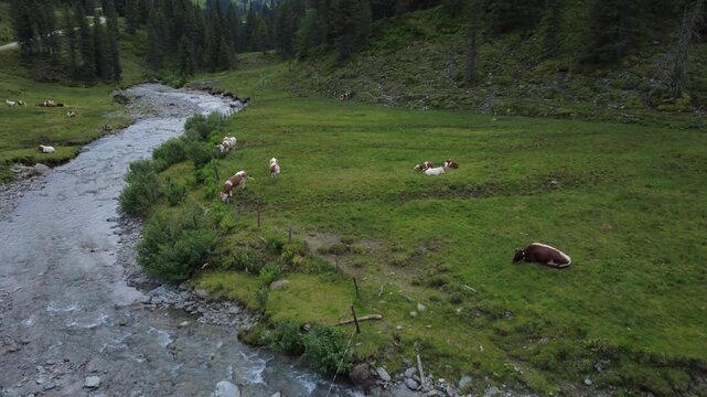 Alpine pasture and mountain stream with grazing cows in the Kitzb&uuml;hel Alps, Austria, seen in an aerial drone tracking shot