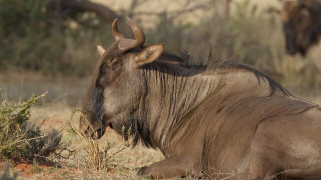 Blue wildebeest (Connochaetes taurinus)) in typical Nama Karoo-Kalahari transition zone habitat near Kimberley, Northern Cape, South Africa. 4K footage of a common wildebeest in its natural habitat.
