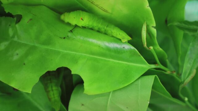Close up of hornworm hawk moth caterpillar camouflaged on fresh green foliage, demonstrating host plant recognition and insect biology