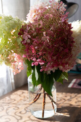 Close-up photograph of delicate hydrangea blossoms with pale green petals in soft natural sunlight, featuring shallow depth of field and a gentle botanical background. © Olga