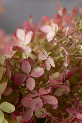 Close-up photograph of delicate hydrangea blossoms with pale green petals in soft natural sunlight, featuring shallow depth of field and a gentle botanical background. © Olga
