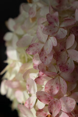 Close-up photograph of delicate hydrangea blossoms with pale green petals in soft natural sunlight, featuring shallow depth of field and a gentle botanical background. © Olga