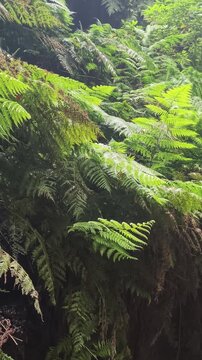 Helechos exuberantes en el bosque de laurisilva de Los Tilos en La Palma
