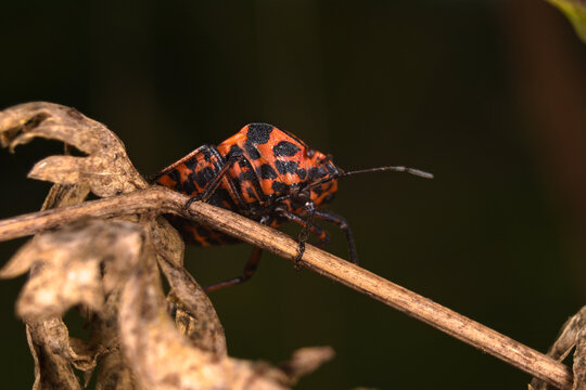 Portrait of italian striped bug (Graphosoma italicum)	