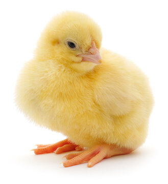 small yellow baby chick standing isolated on white background