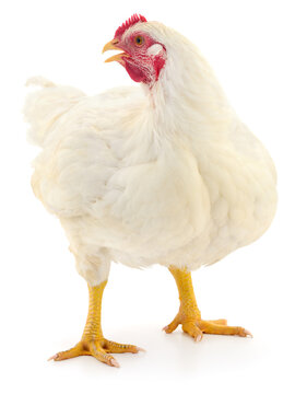 white hen standing isolated on white background