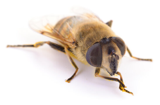 drone fly Eristalis tenax with pollen macro front view isolated on white background