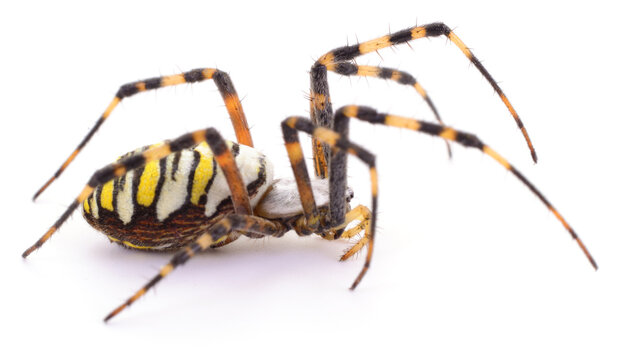 wasp spider Argiope bruennichi side view macro isolated on white background
