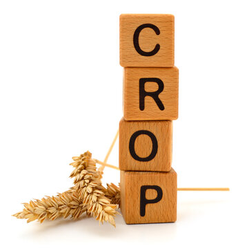 word crop on wooden blocks with wheat ears isolated on white background