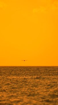 Sunset ocean bird Seagull flying over golden sea water during beautiful orange sunrise