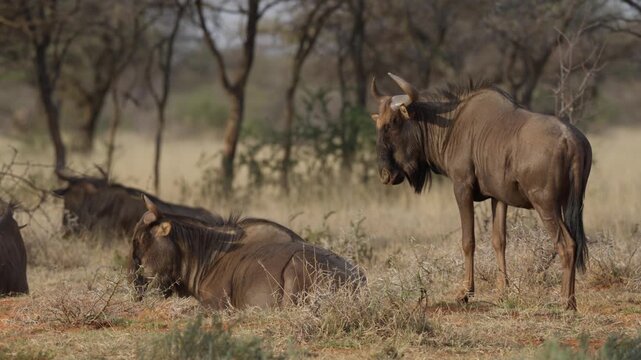 Blue wildebeest (Connochaetes taurinus)) in typical Nama Karoo-Kalahari transition zone habitat near Kimberley, Northern Cape, South Africa. 4K footage of a common wildebeest in its natural habitat.