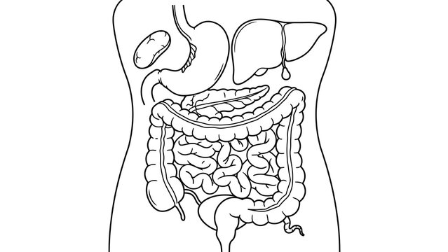 Human Digestive System white background.