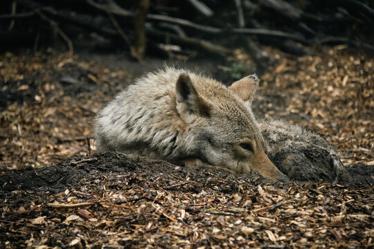 A wolf resting peacefully on the forest floor in a natural habitat, surrounded by vegetation and woodland. Wildlife footage showing a calm wild animal in its environment
