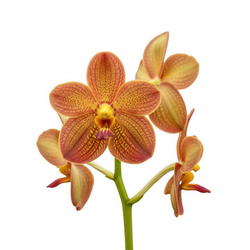 Beautiful orange and yellow orchid flower close-up