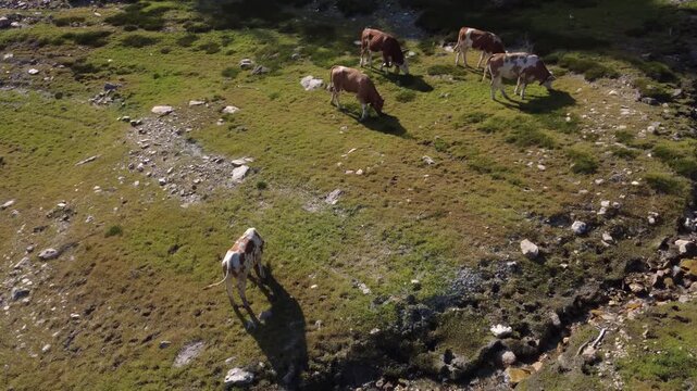Alpine cattle grazing in Hohe Tauern National Park, Austria, in a mountain pasture
