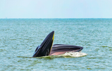 Bryde's whale opening its huge mouth to feed on small fish in the tropical sea. © I Viewfinder