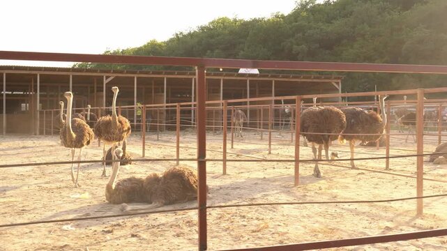 Ostrich farming involves breeding and raising large flightless birds for commercial products like lean red meat, durable leather, feathers, and eggs