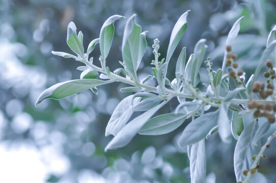 Silver Leaved Buttonwood or Conocarpus erectus var sericeus Fors ex DC or Combretaceae or silver leaf
