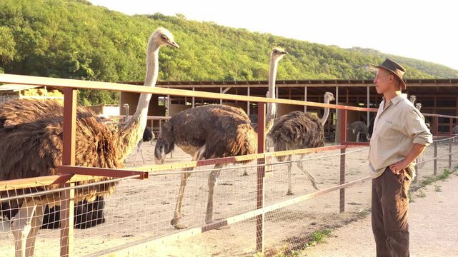 Ostrich farm. Livestock farming. Animal husbandry