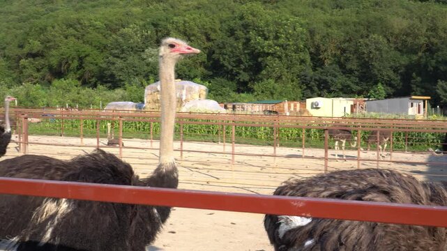 Ostrich farming involves breeding and raising large flightless birds for commercial products like lean red meat, durable leather, feathers, and eggs