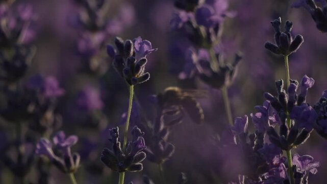 Bee lavender flower pollinating purple fragrant blossoms in summer meadow captured in close up during sunset golden hour for nature and ecology concepts