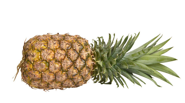 Isolated ripe whole pineapple with fresh green spiky leaves and golden textured skin