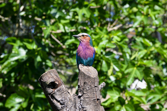 Lilac-breasted roller perched on a tree stump surrounded by green foliage