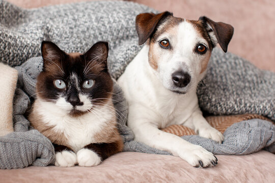 Cat and dog rest together on a cozy sofa. Curious pets gaze at the camera while wrapped in soft knitted blankets. Companion animal friendship and adoption concept.