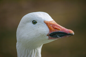 Close view of a white goose in a natural setting during daylight © Jill Dundee