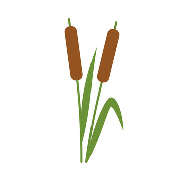 Two brown cattails with green grass blades isolated on transparent background design element for artistic nature themes and rustic decorative landscape patterns.